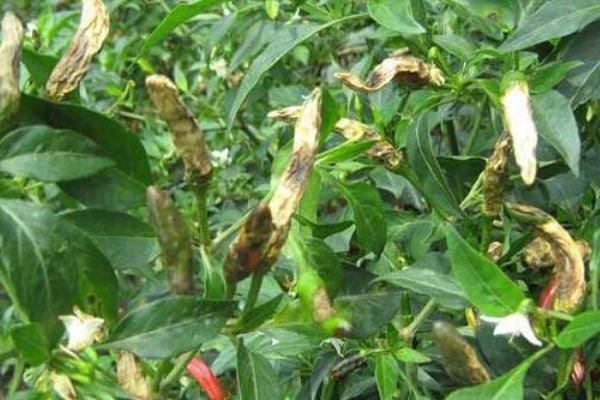辣椒炭疽病症状与防治措施,附传播途径
