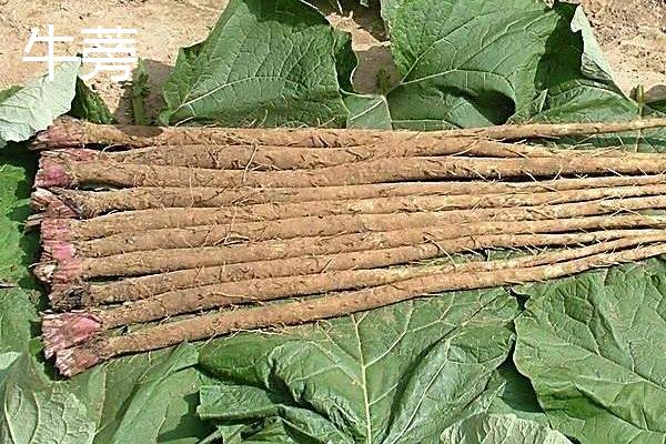 牛蒡和山药有什么区别,科属,外形和营养功效等方面均不同