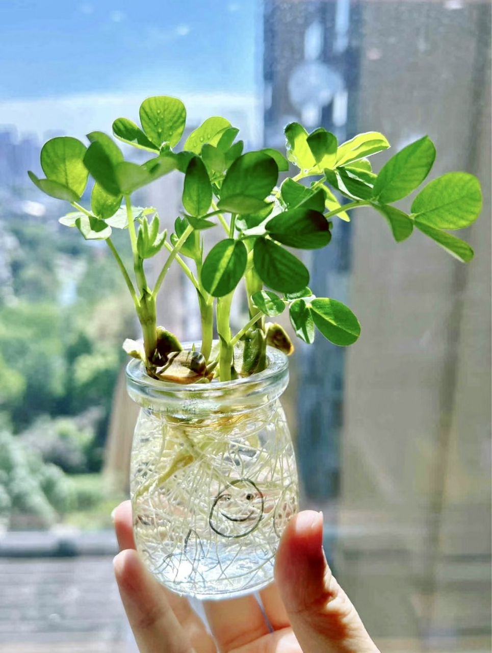 种子盆栽:花生不仅好吃,还很好看哦,水培花生,有好事发生.