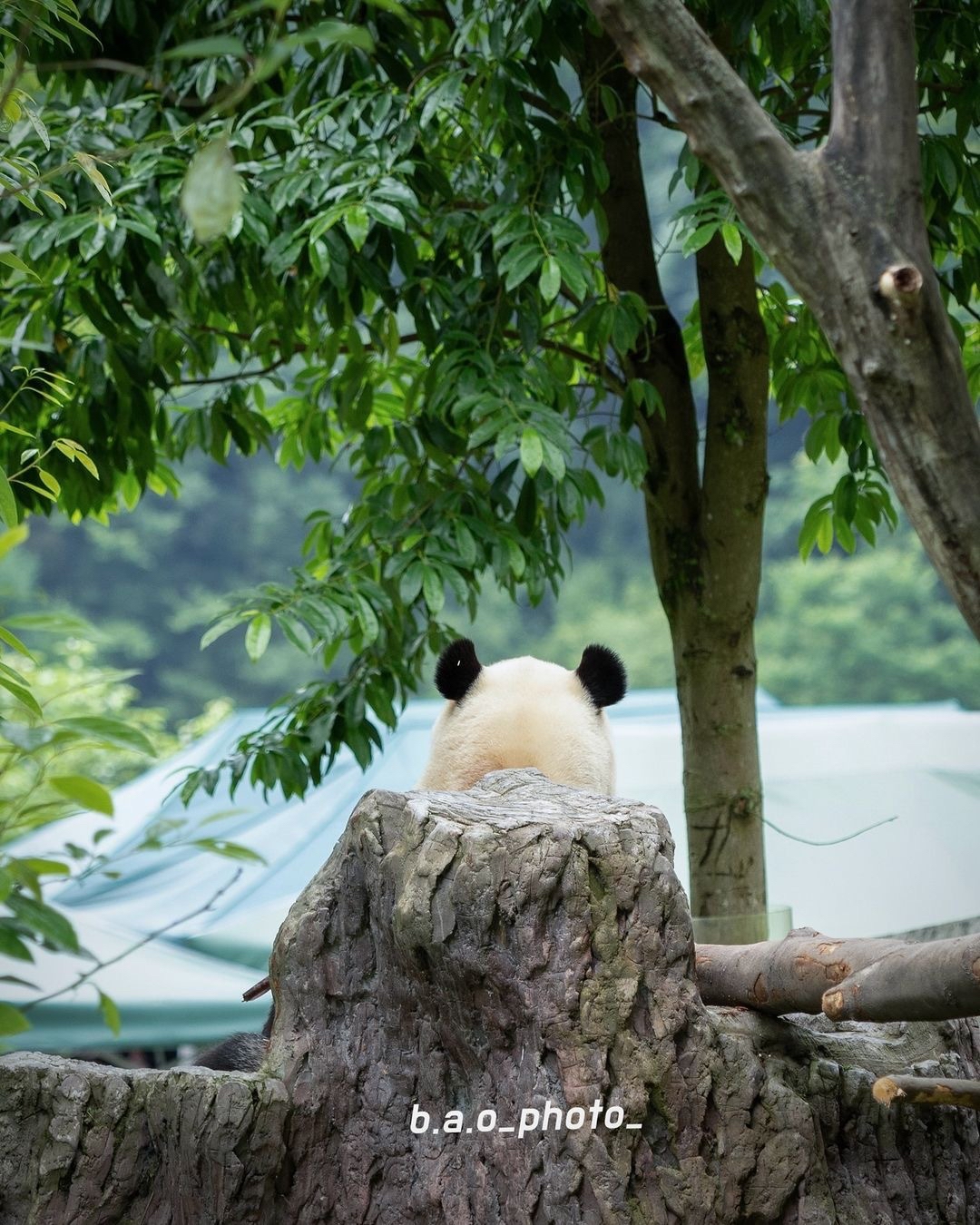 里的绿色融为一体真美好啊,感觉像小精灵在大森林中,尤其是那个小背影