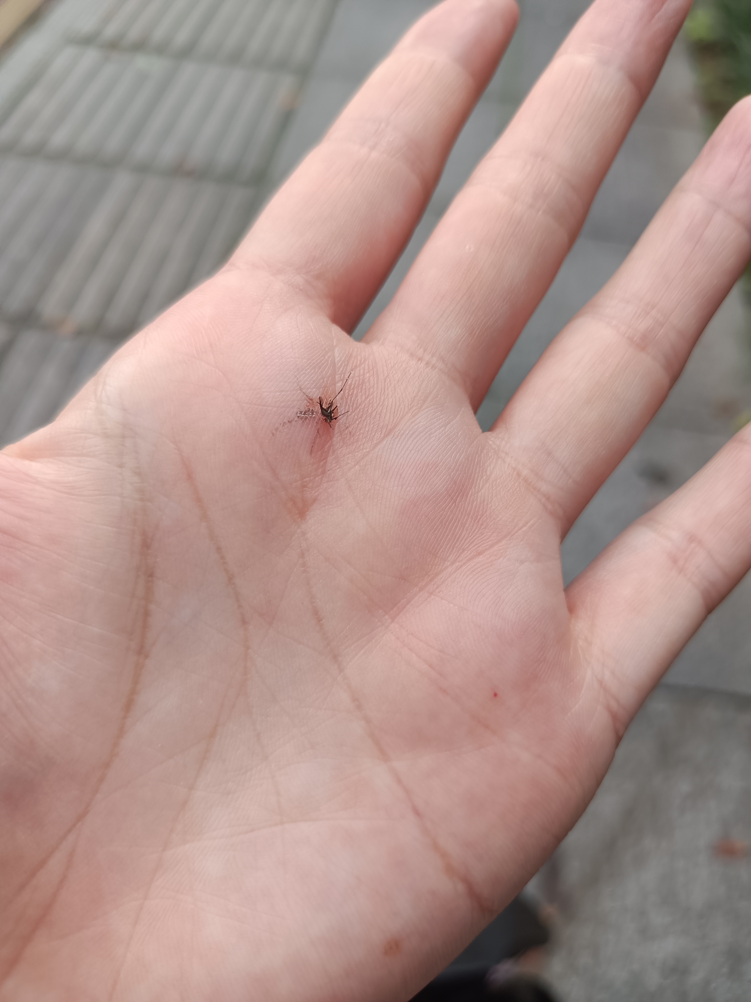 我走在路上都有蚊子来咬我,幸亏我反应快,顺手就拍死它了,以后出门我