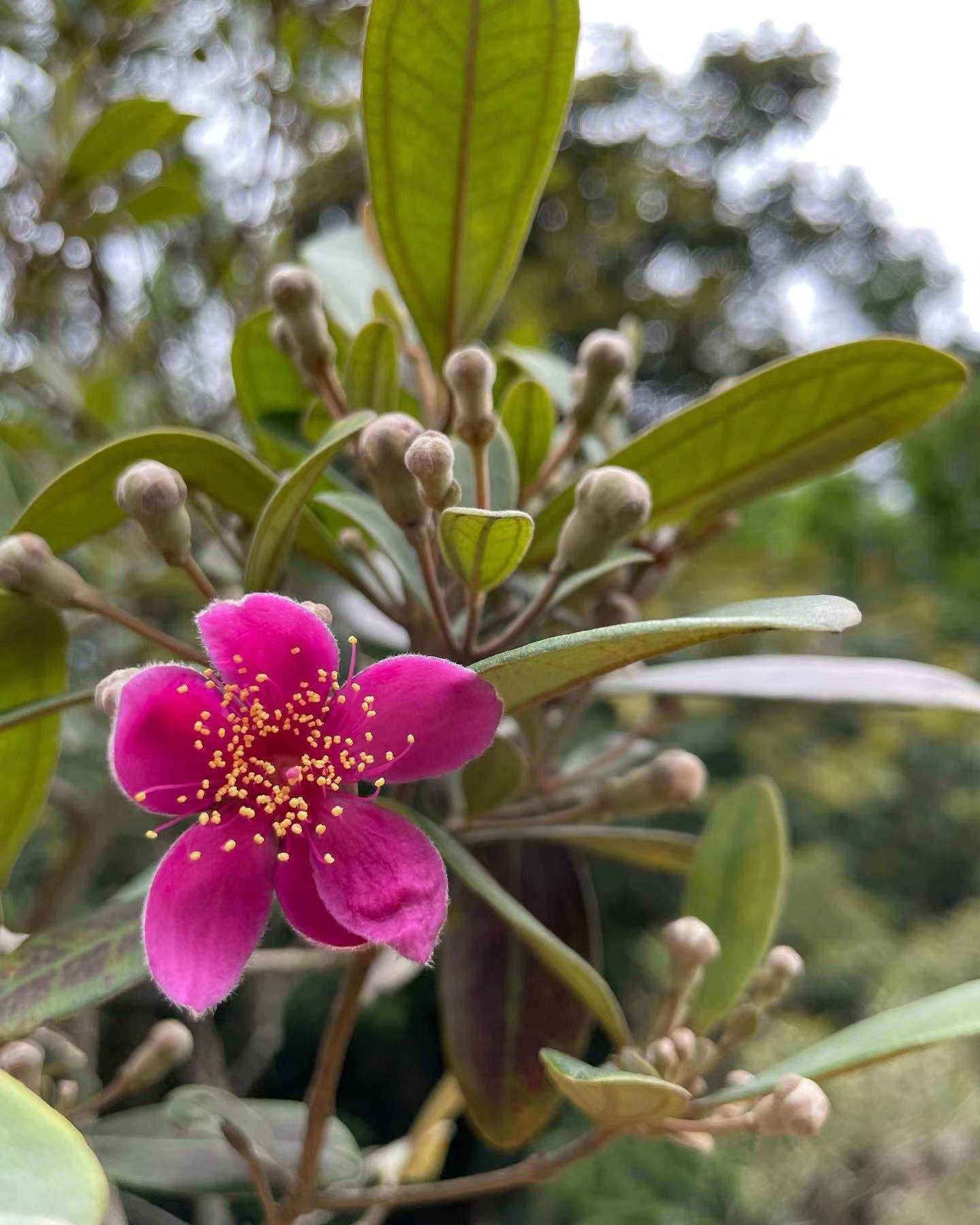 桃金娘花:娇艳芬芳的花卉之美