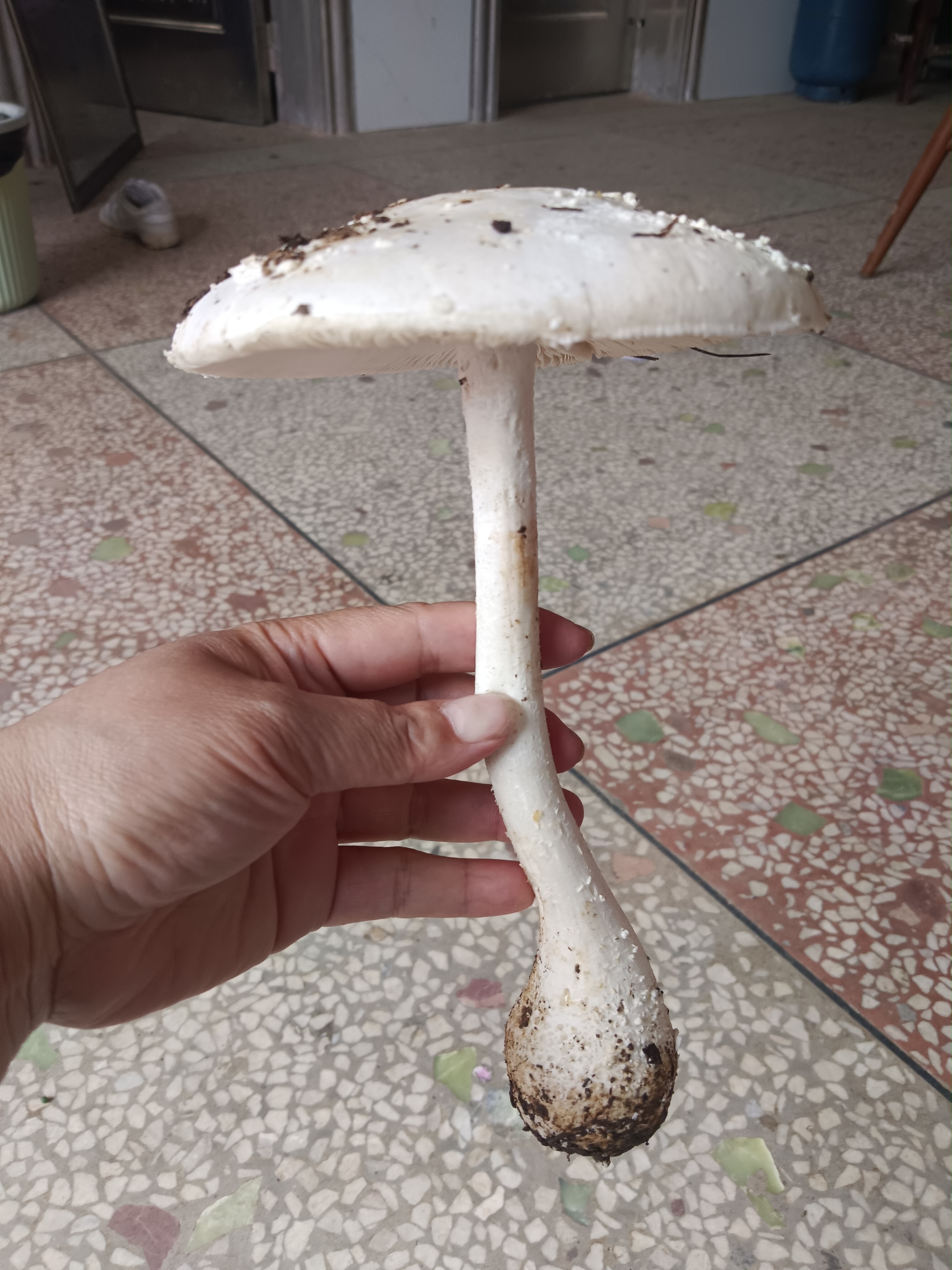 今天一大早来到山上采蘑菇,采了几颗这样的蘑菇,我也不知道这叫什么