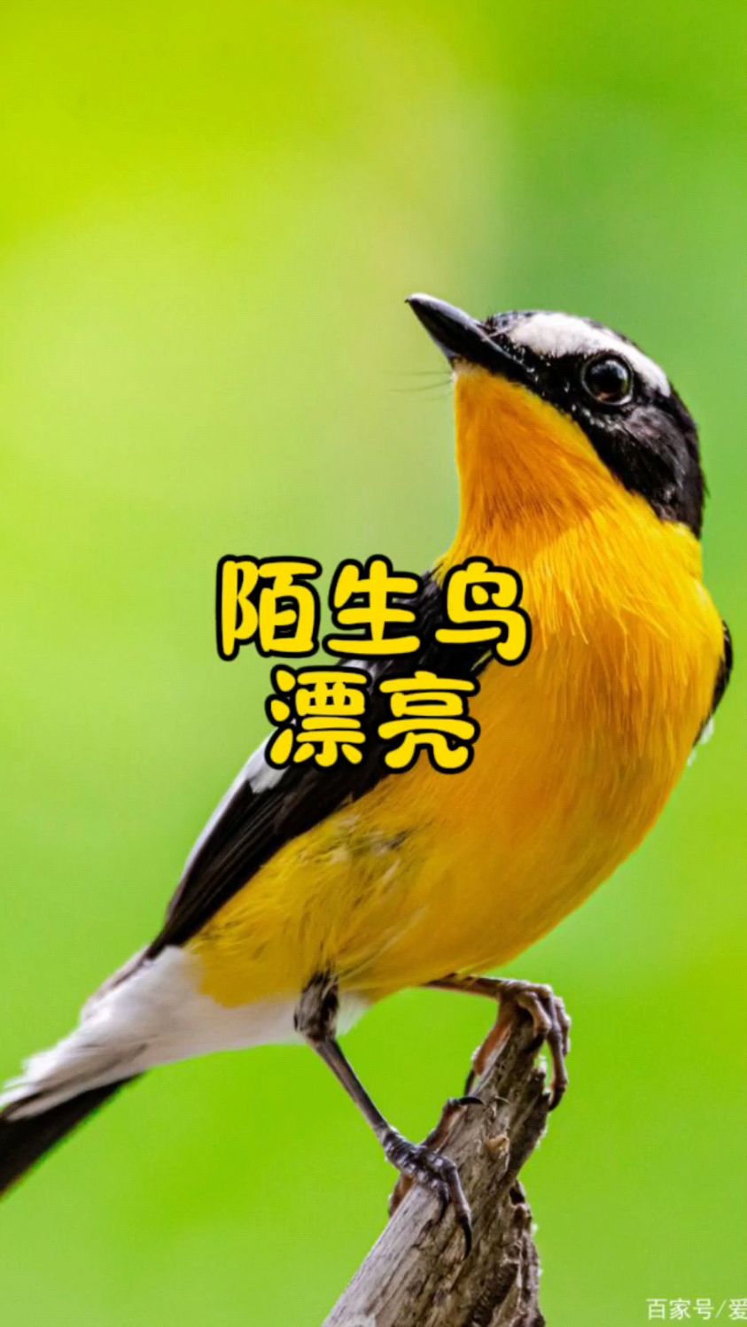 捡到红色的小鸟,这应该是最漂亮的候鸟,我们叫它花蝴蝶,窝瓜燕