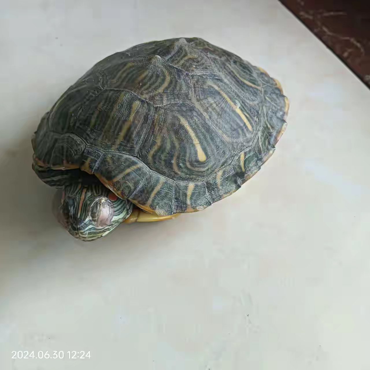 网上买了一对巴西龟,养了很久了,今天拿出来换水,才发现其中一只乌龟