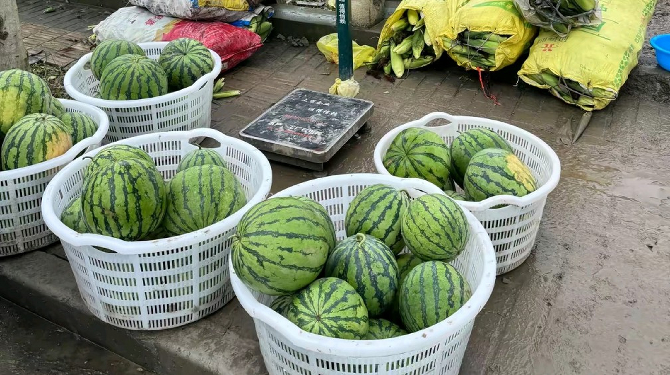 停车询问,得知西瓜1.3元一斤,玉米则是1.5元一斤.