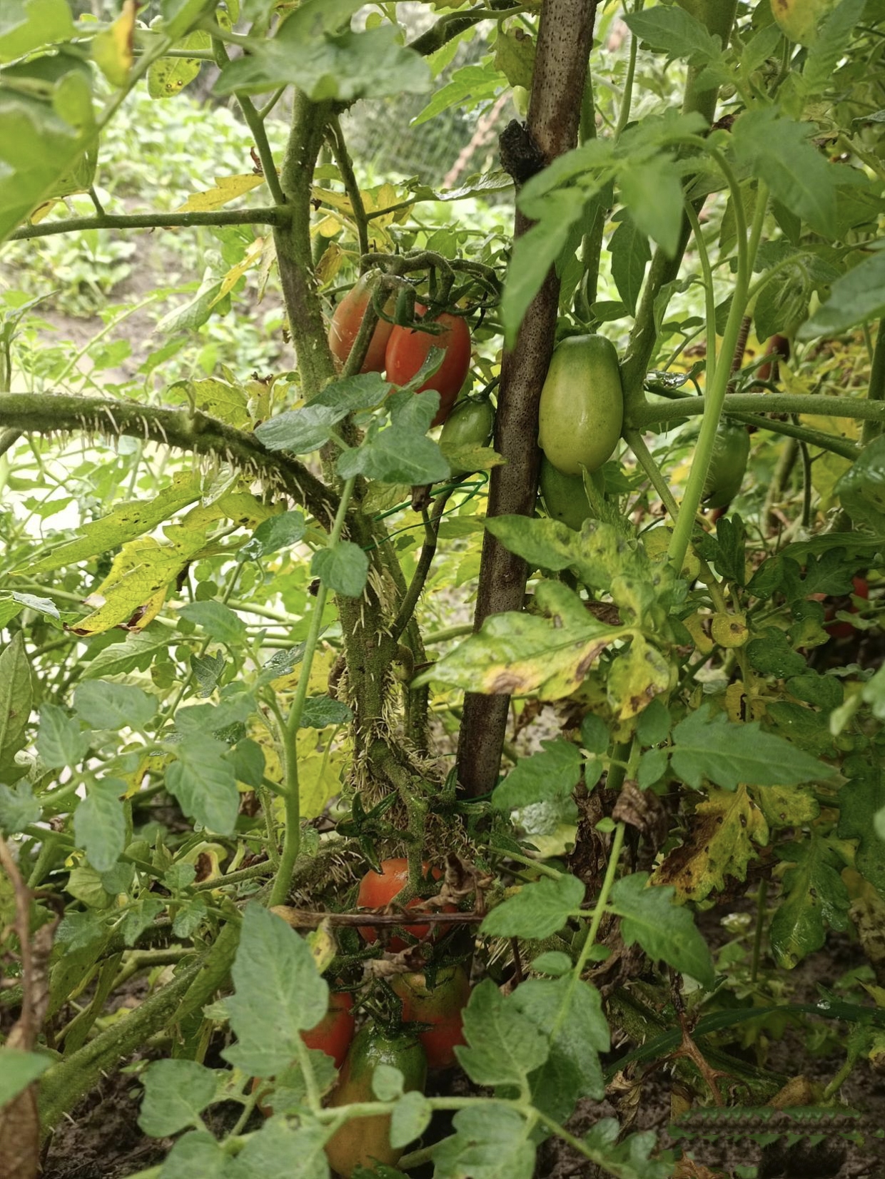 这是我今年在网上买的小番茄苗,这苗长的也太高了