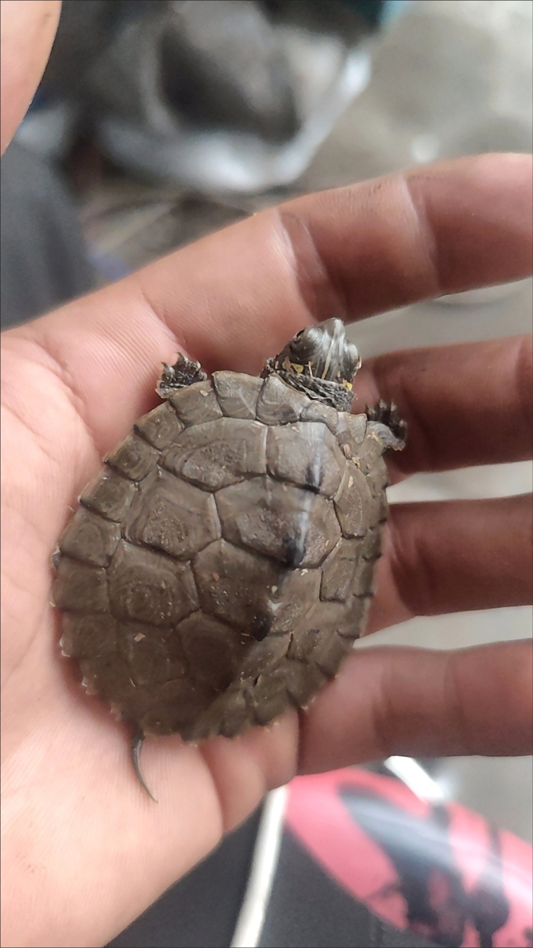 地图龟魔眼图片小乌龟一只多少元10厘米乌龟有多大什么龟腹部是凹陷的