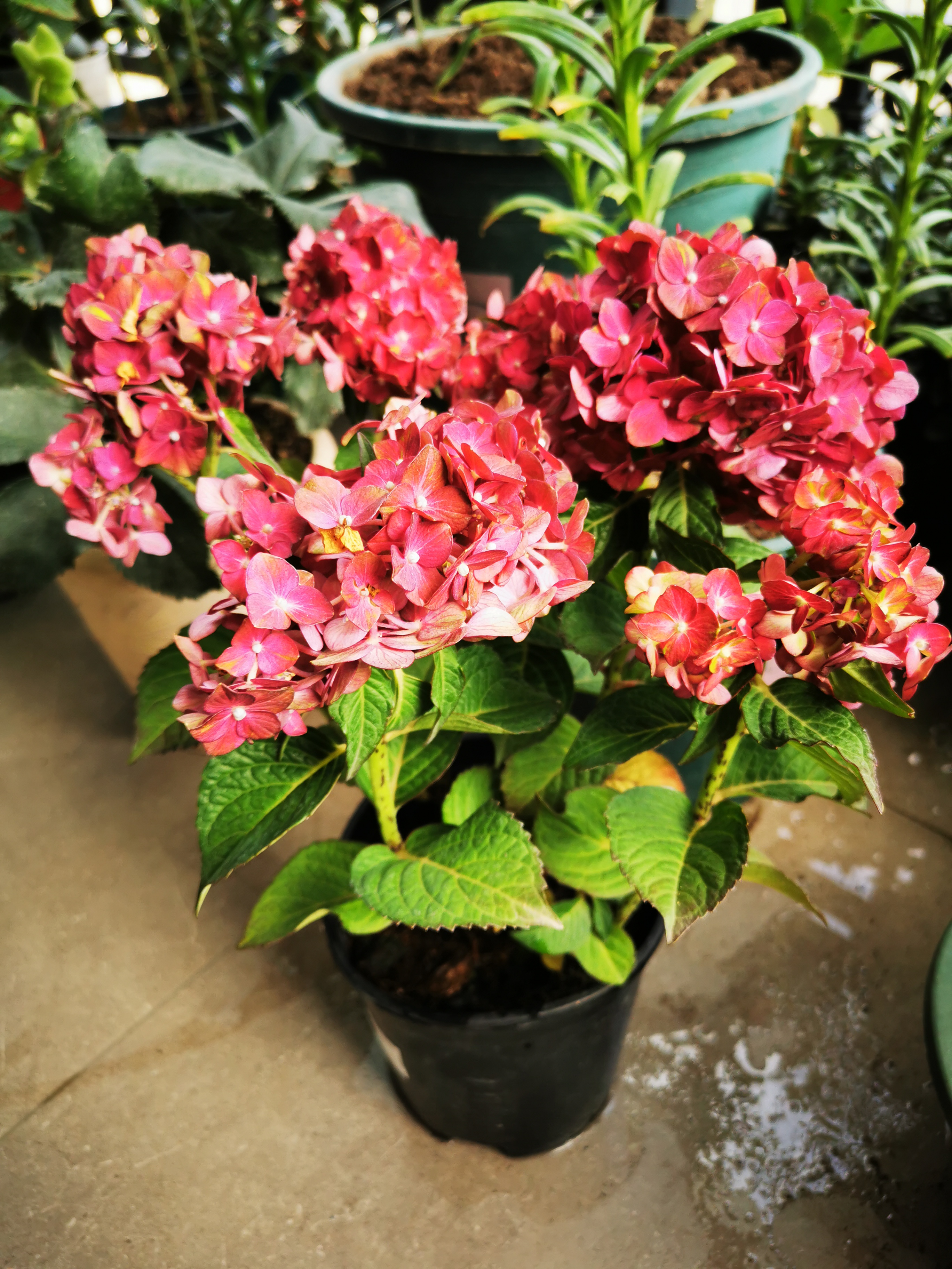 已经让它比其他大花绣球多在枝头上呆一个月了,颜色由红逐渐变得