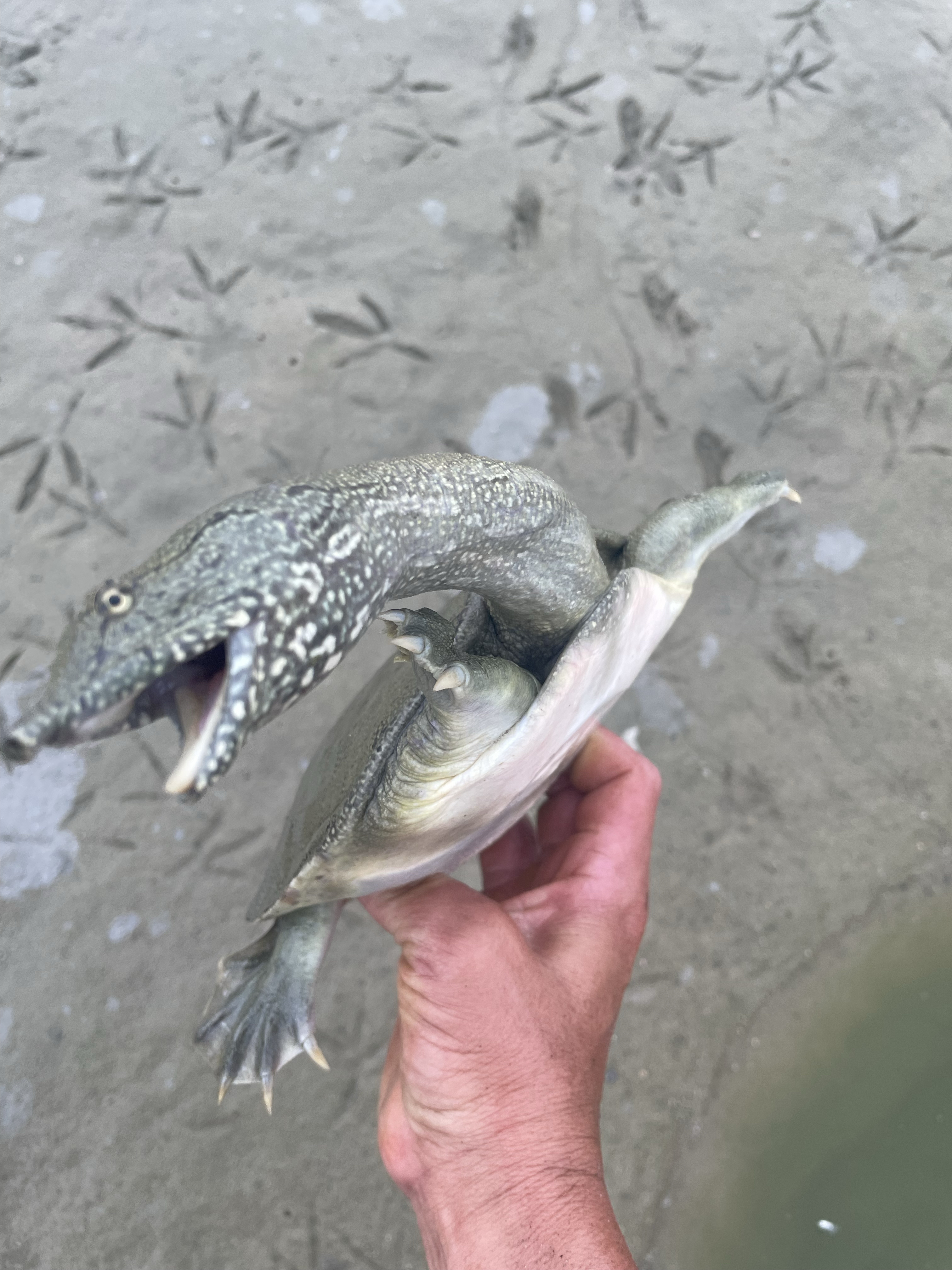 以下是一些常见的抓甲鱼的方法: