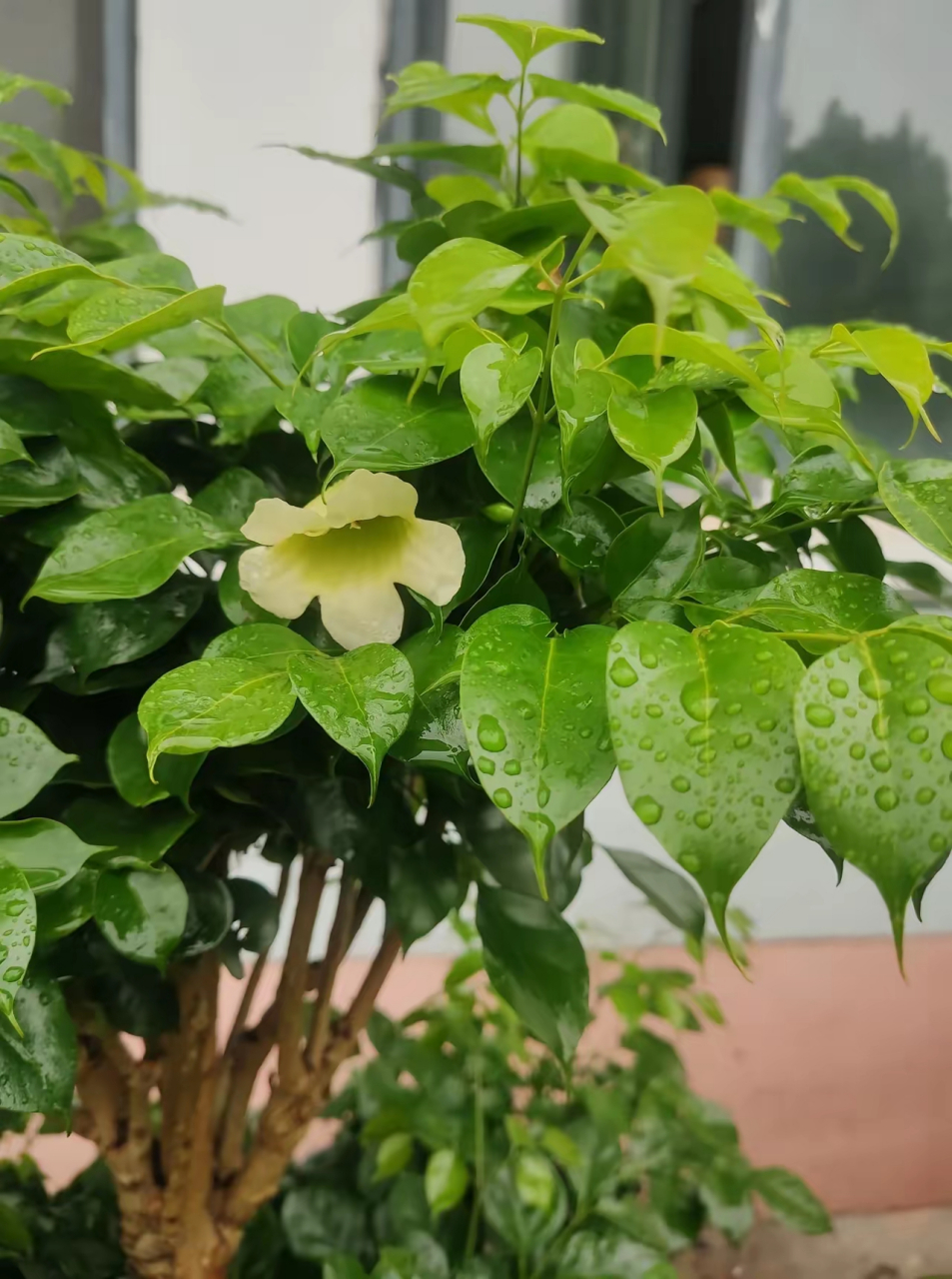 网友家的发财树开花了,难得一见,据说见到此花恭喜发财.