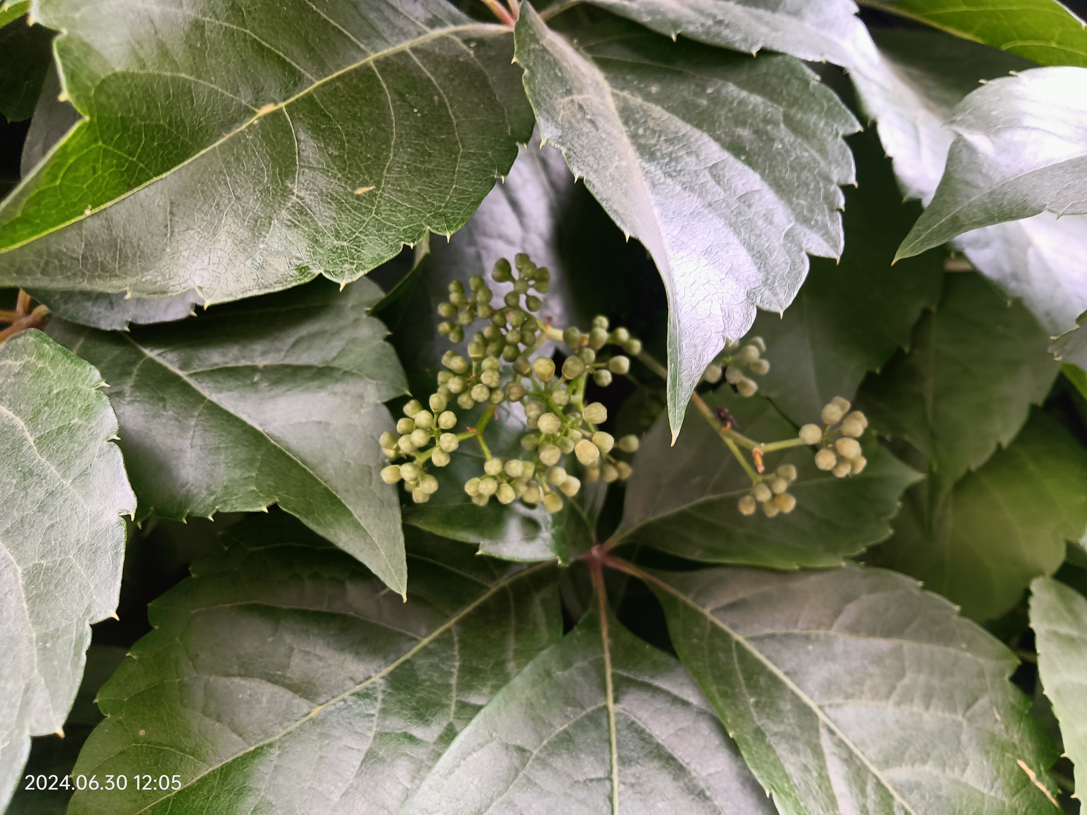 五叶地锦花期图片