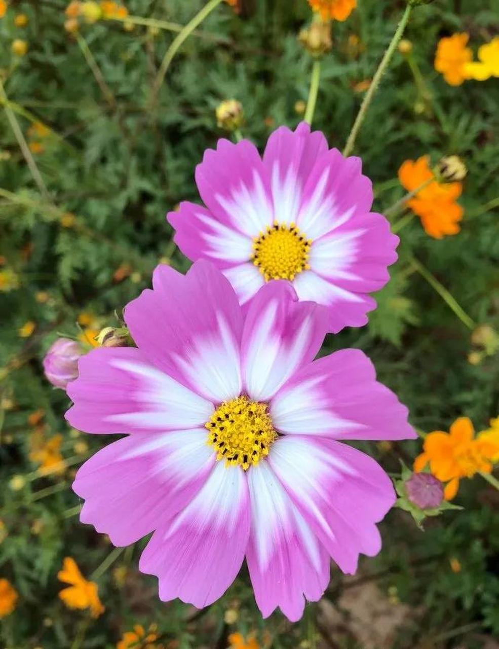 超好看的波斯菊壁纸分享