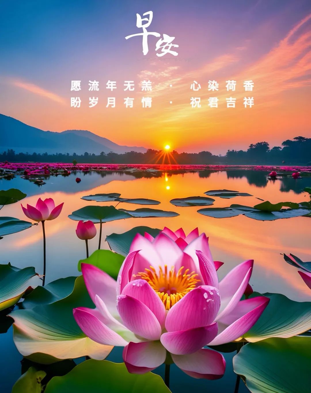 早安阳光图片花朵图片