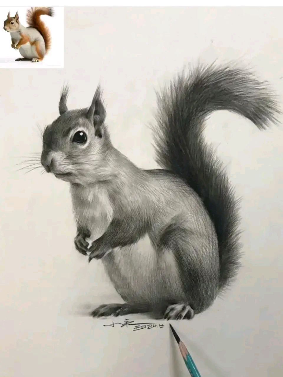 素描 | 小松鼠 松鼠(学名:sciurus vulgaris),又称北松鼠,普通松鼠