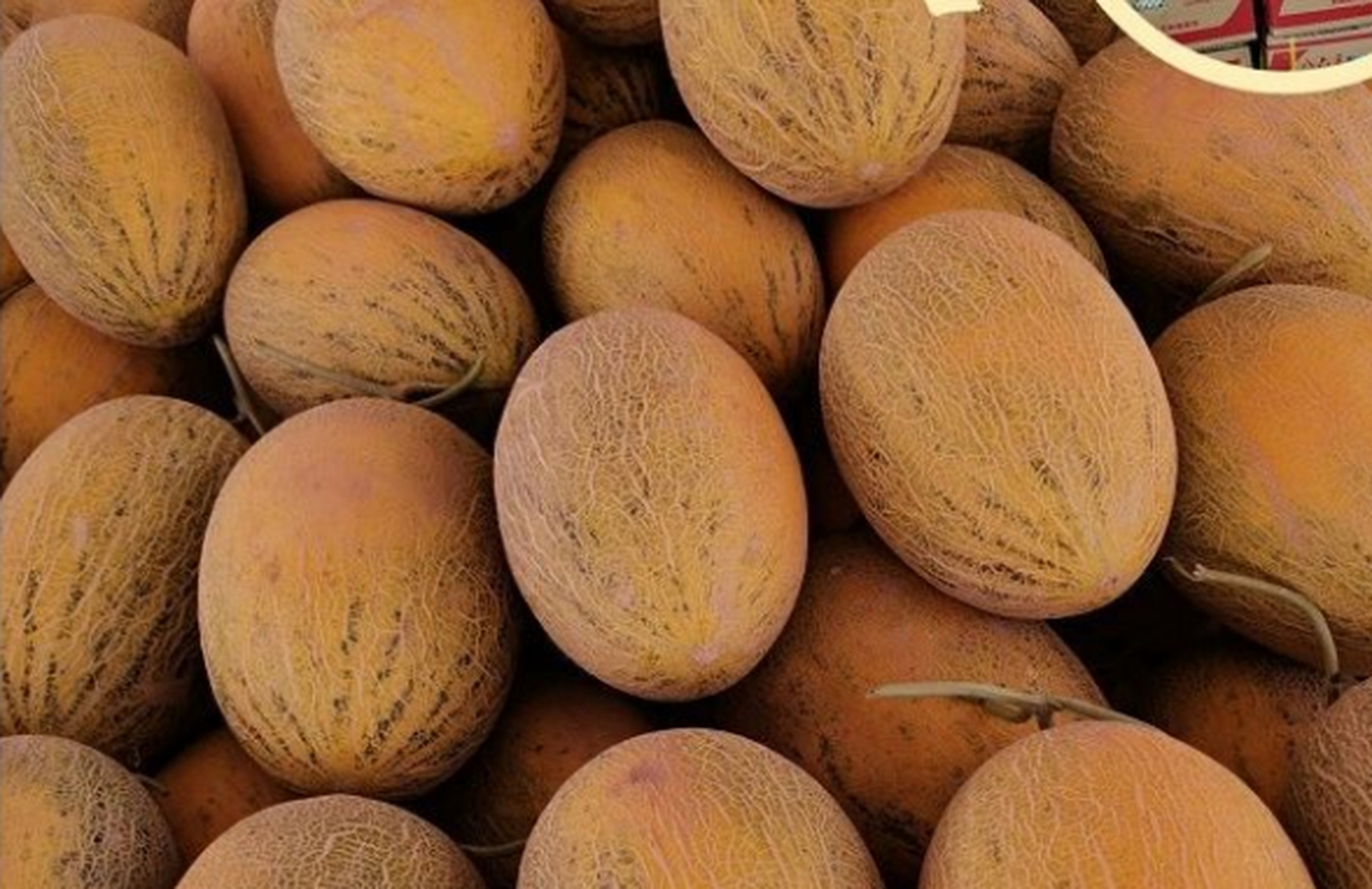 近日,新疆正宗伽师八六王哈密瓜上市啦!