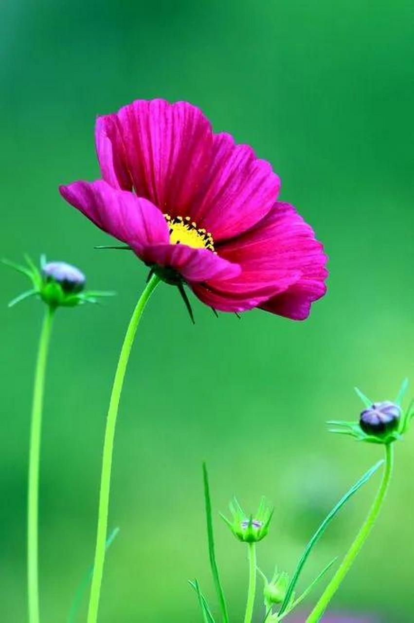 超好看的波斯菊壁纸分享