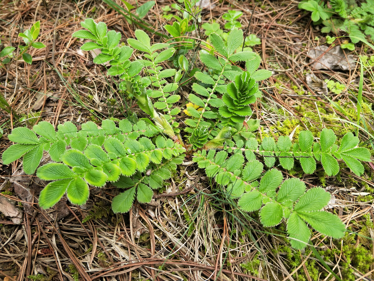 现代医学研究证明,翻白草含有多种活性成分,具有抗菌,止泻,免疫抑制