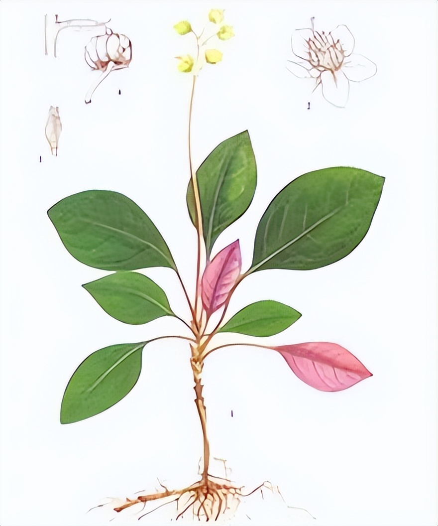 鹿衔草:本草植物,含有多种有效成分,如糖类,氨基酸,维生素等