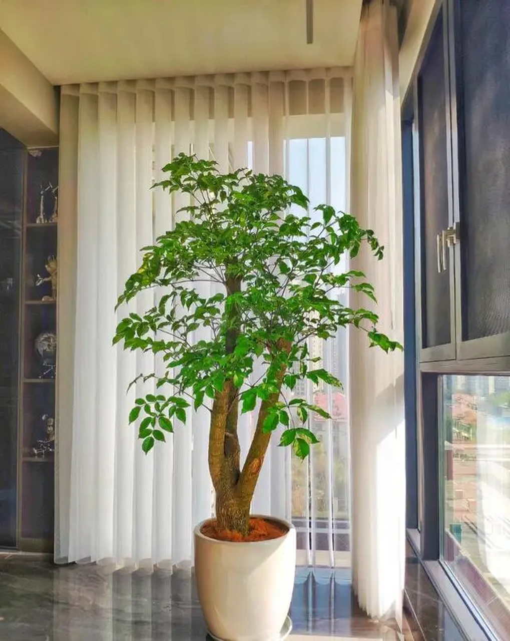 幸福树成家居绿植首选   越来越多的家庭选择在客厅种植幸福树,这种