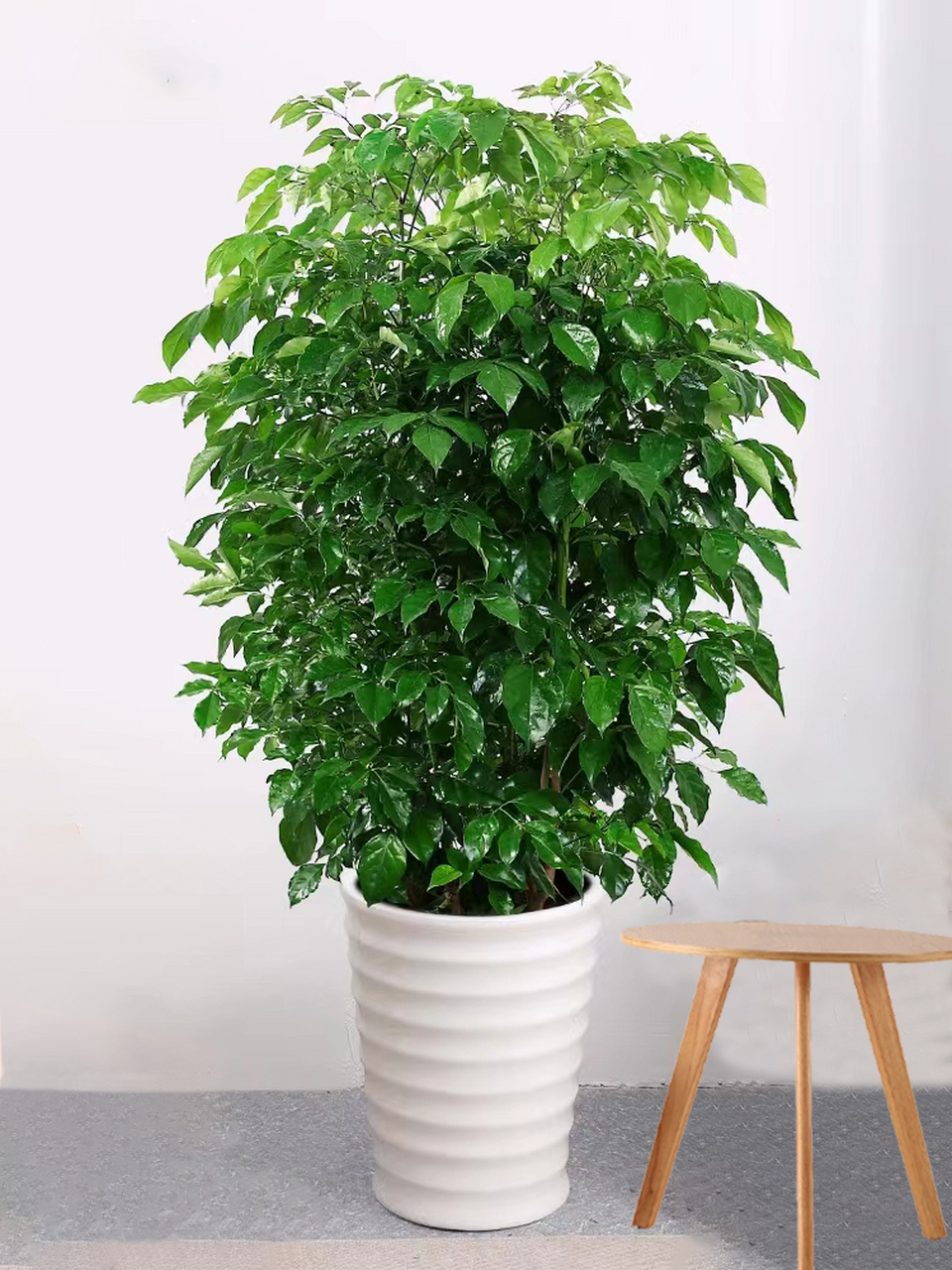 幸福树成家居绿植首选   越来越多的家庭选择在客厅种植幸福树,这种