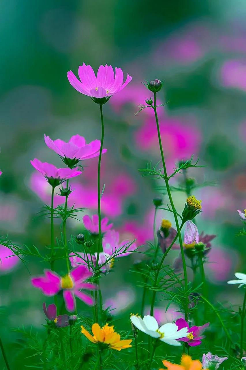 超好看的波斯菊壁纸分享