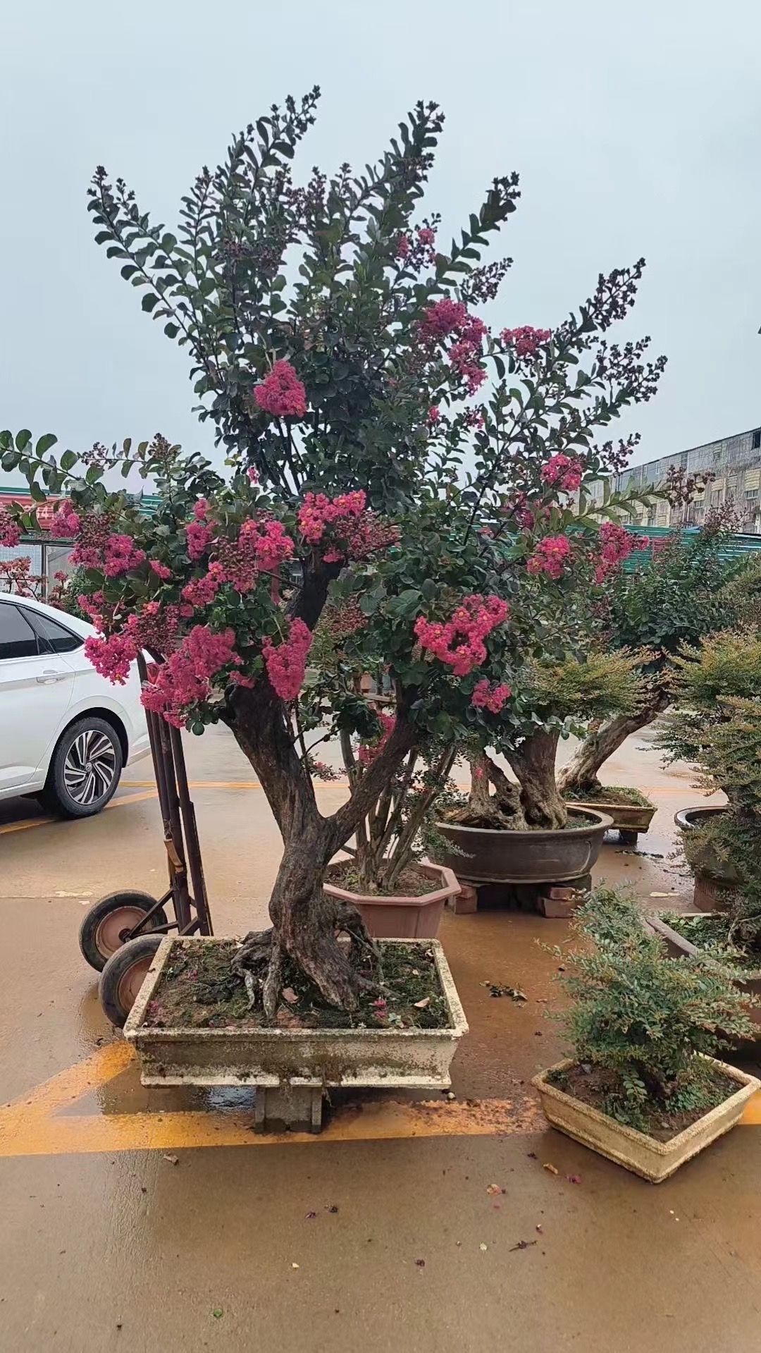 庭院里的紫薇盆景