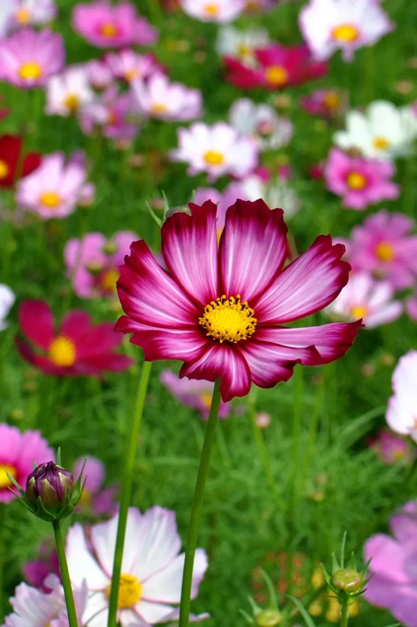 超好看的波斯菊壁纸分享