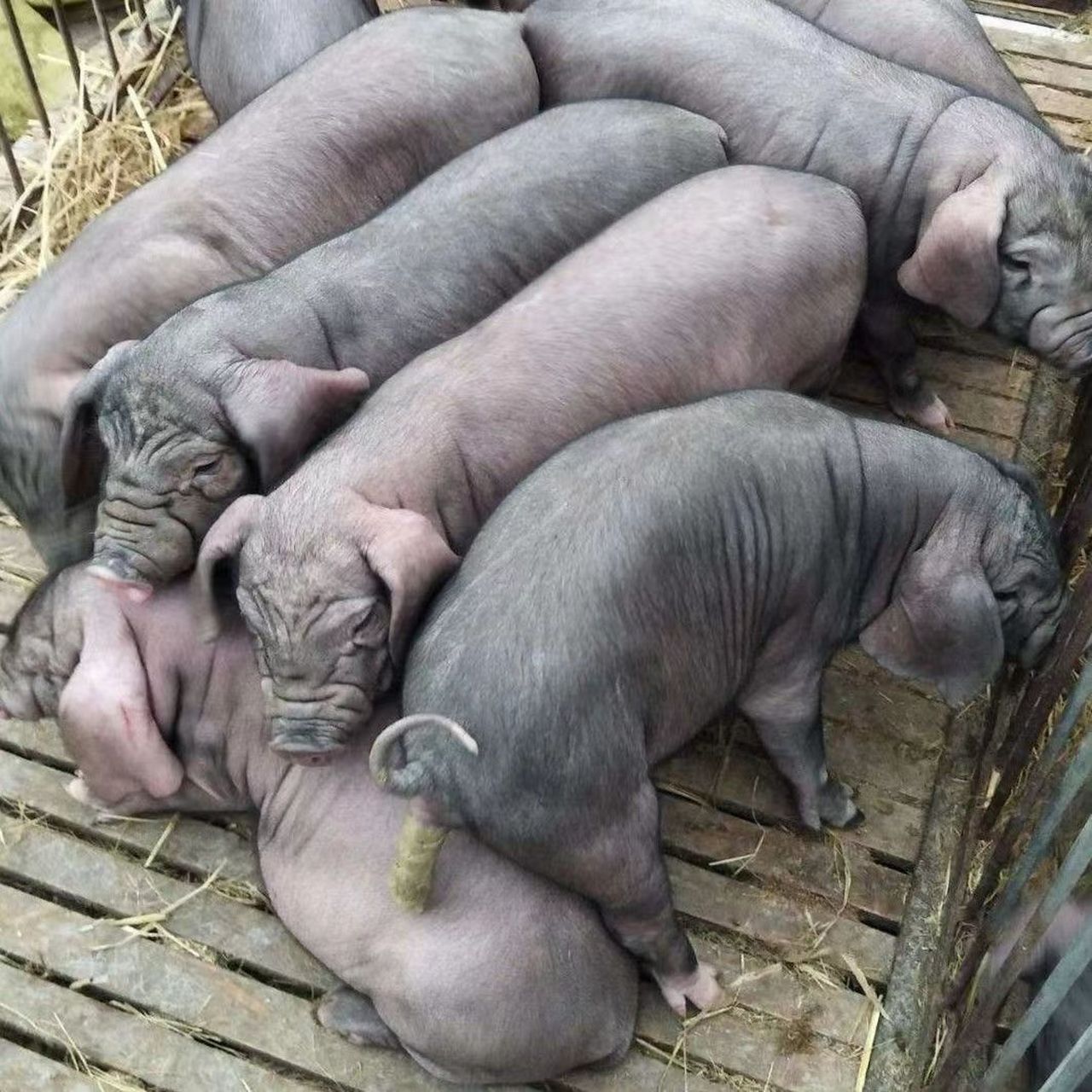 信阳大白种公猪价格-全国配送主页一键拨号-浉河,平桥,罗山县,光山县