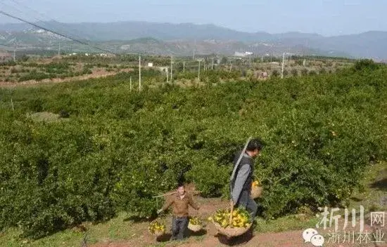 河南的这个地方能种柑橘!淅川,我国纬度最北的柑橘出产地之一