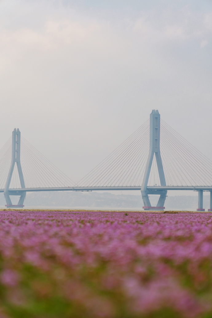 鄱阳湖花海图片