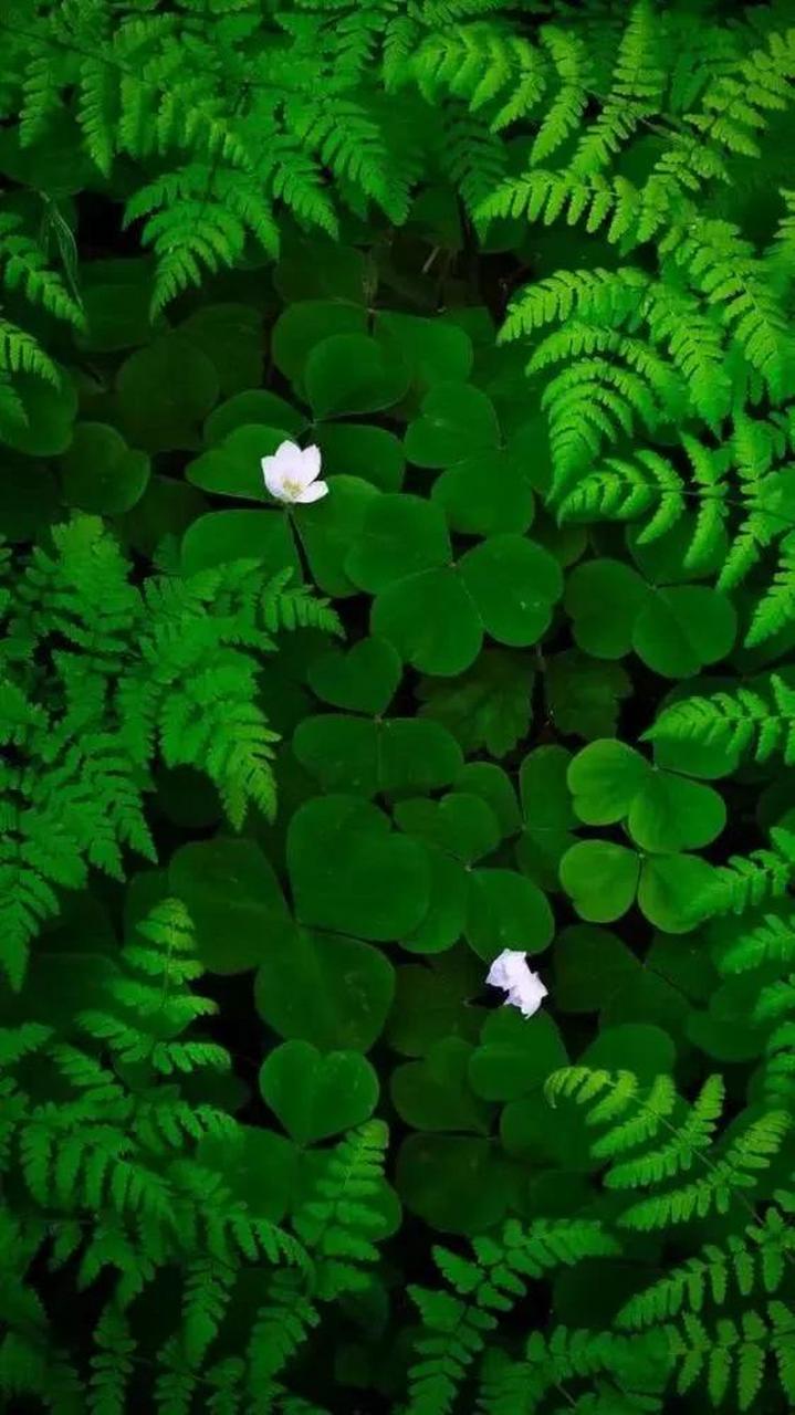 绿色清新背景图片分享