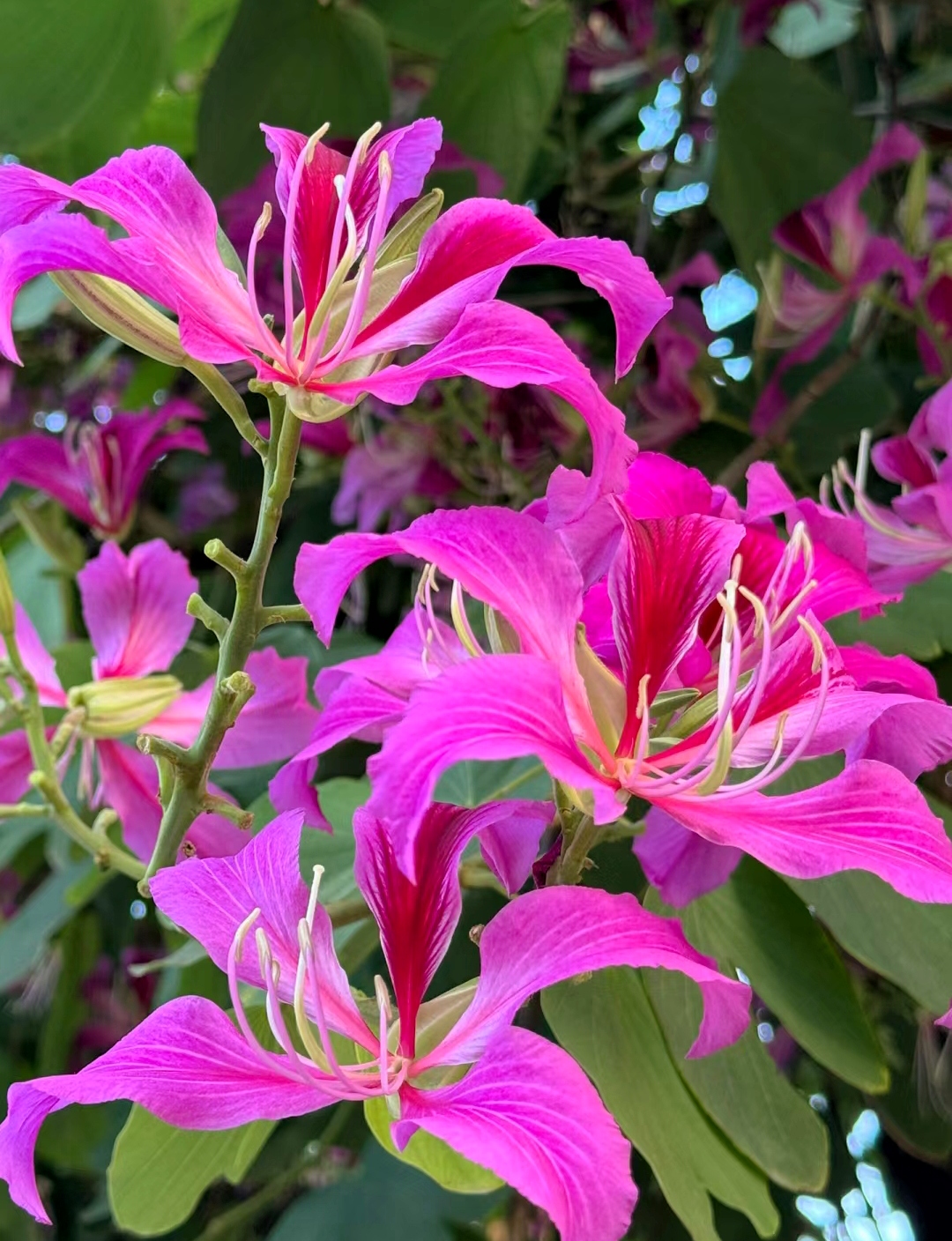 紫荆花,作为香港的象征,其花语"团结,和谐,繁荣"正是我们共同的心愿.