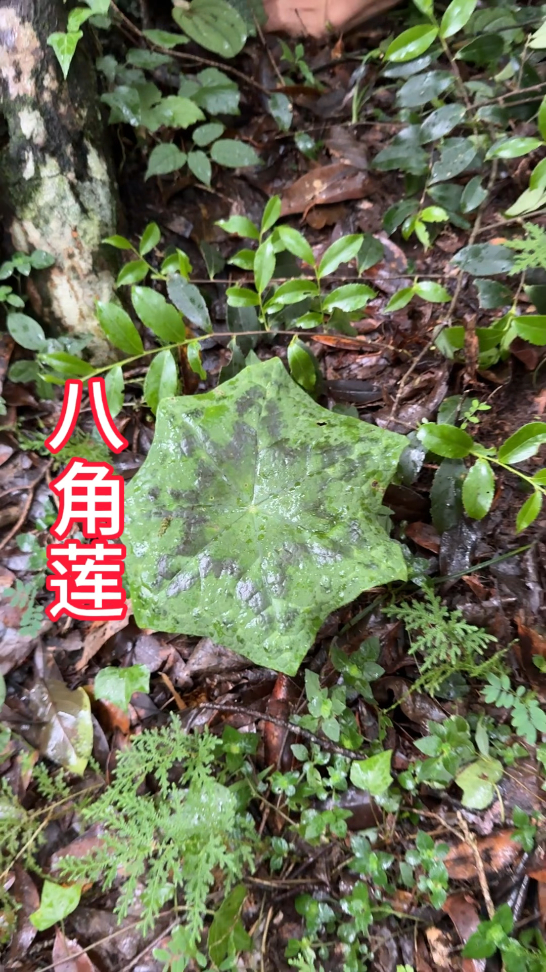 农村生活,一日一植物,八角莲