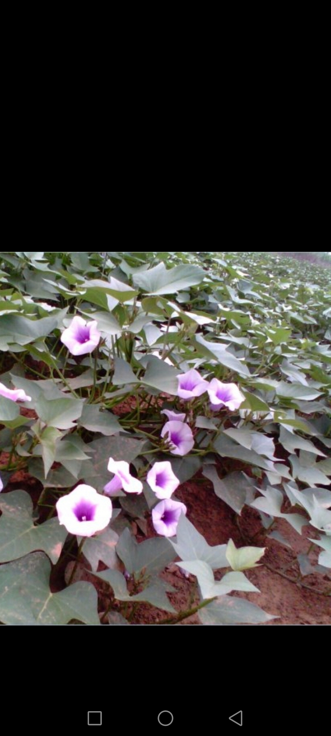 有朋友问,地瓜(红薯)开花,对地瓜的产量有影响吗?