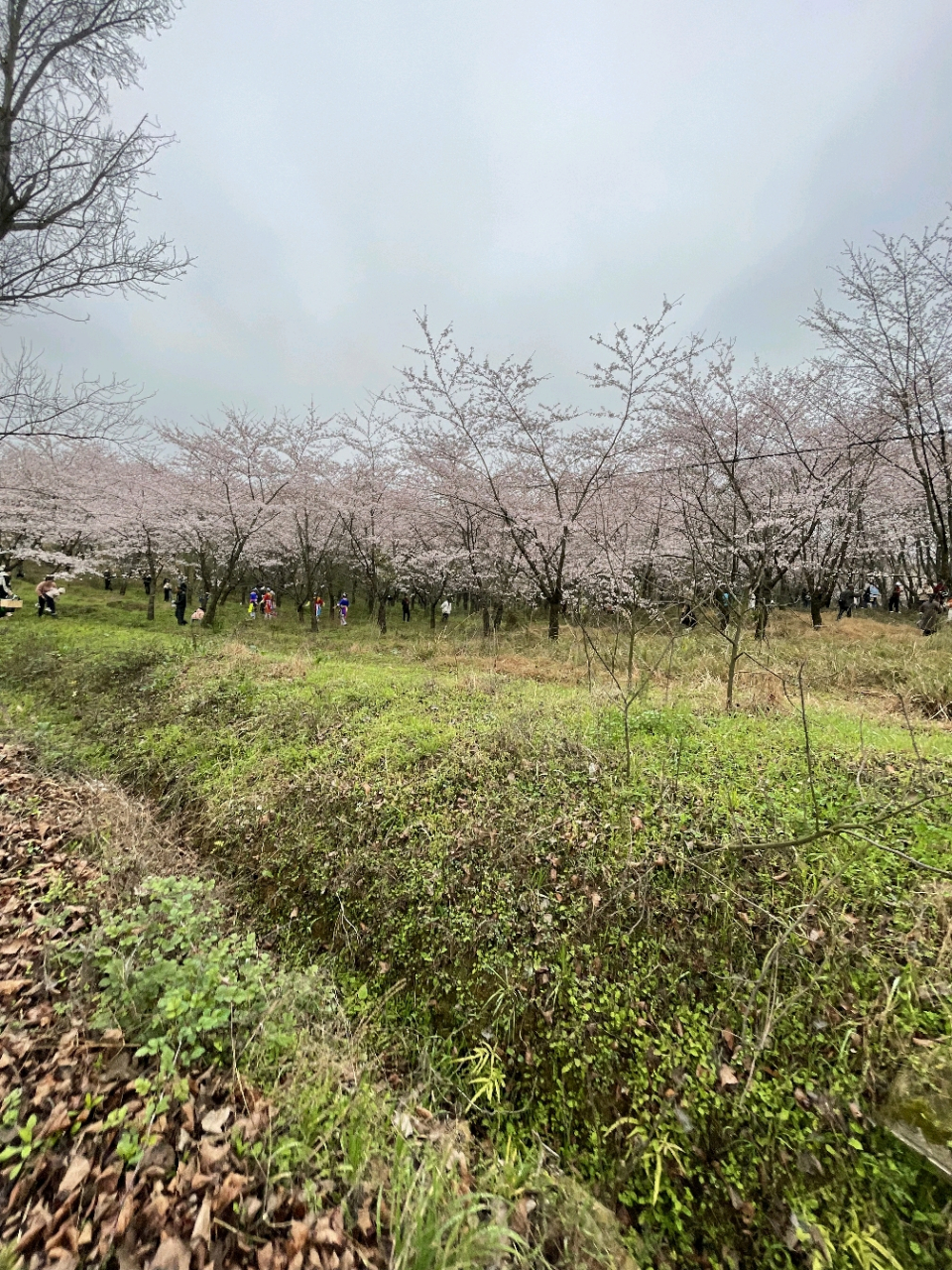 海口石山镇美城村樱花图片