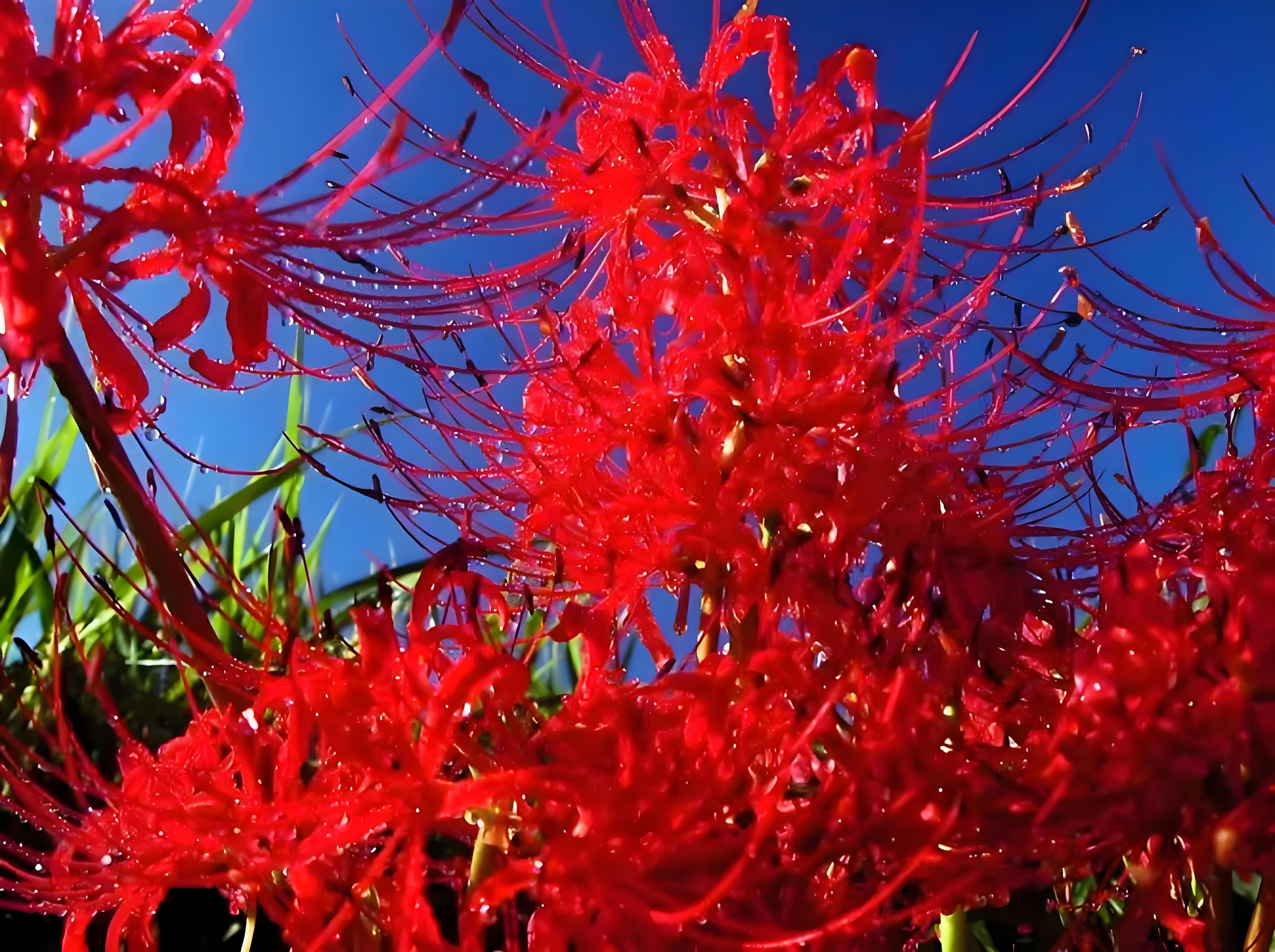 血色彼岸,九世轮回的誓言  传说中,彼岸花是黄泉之路的指引,是生与死