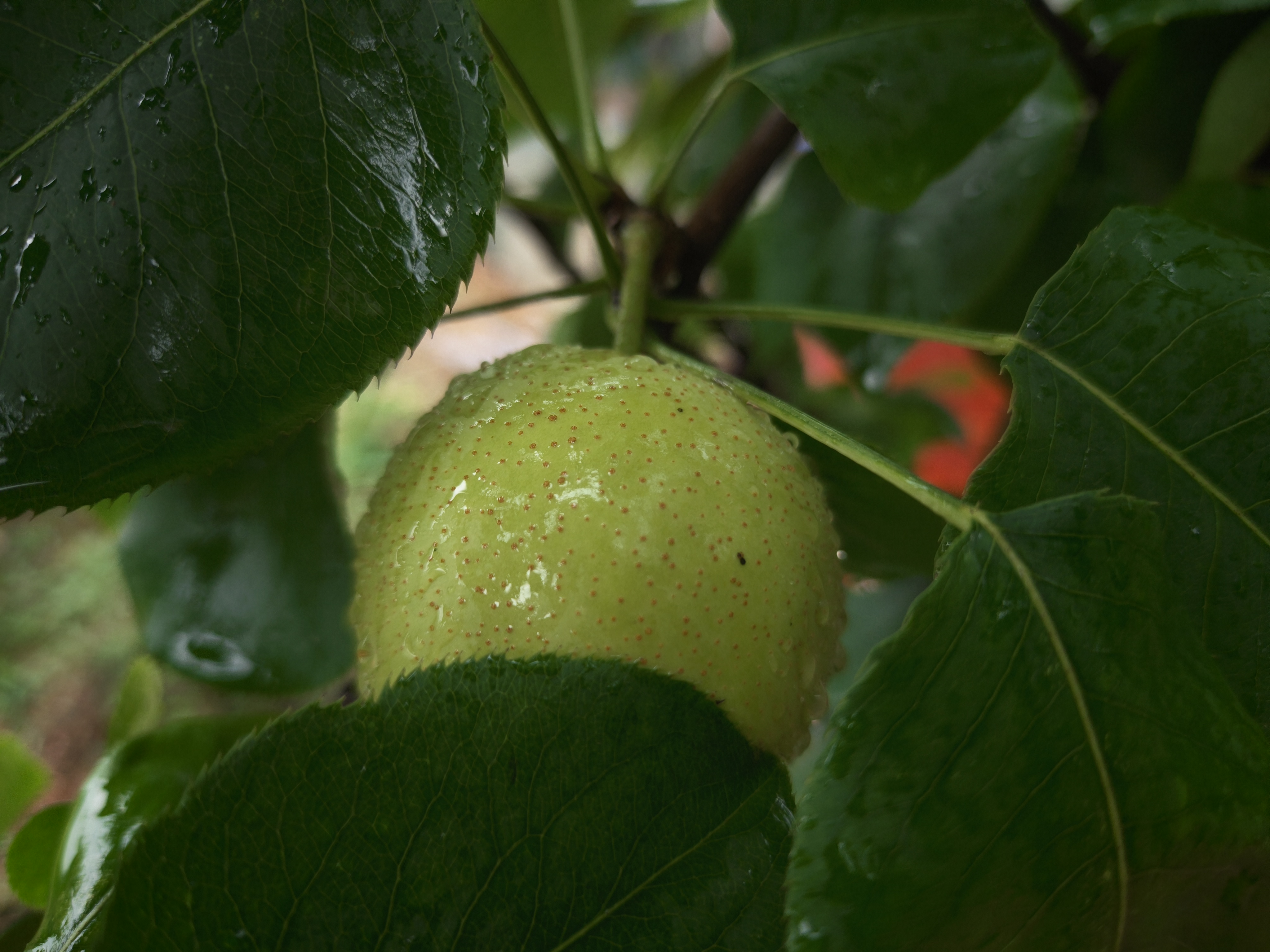 绿宝石梨,很不错的品种,每年都保持着优良结果表现,正如照片中看到的