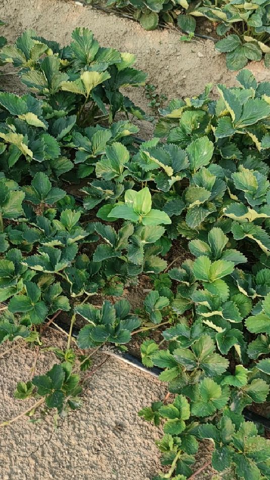 妙香三号草莓苗繁育,天仙醉草莓苗