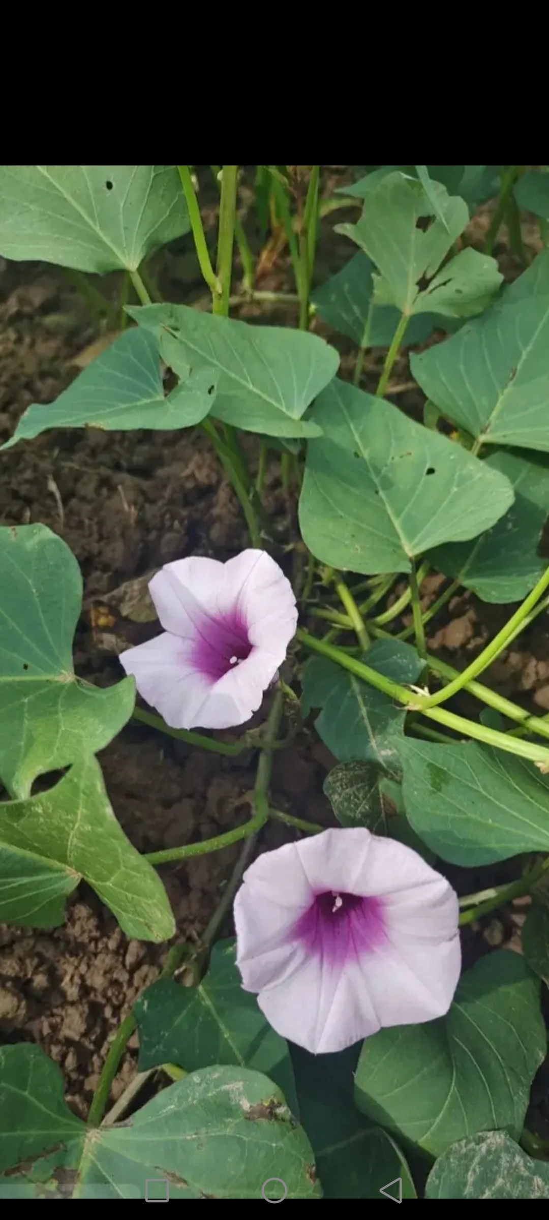 有朋友问,地瓜(红薯)开花,对地瓜的产量有影响吗?