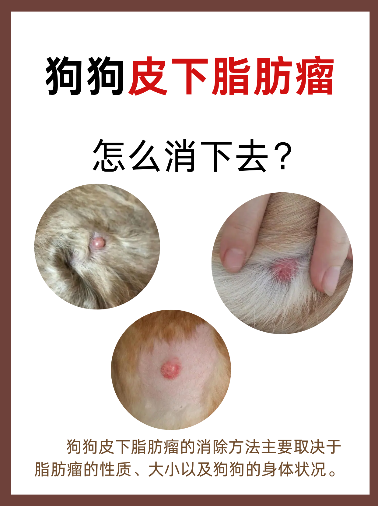 狗狗肛周腺瘤小偏方图片