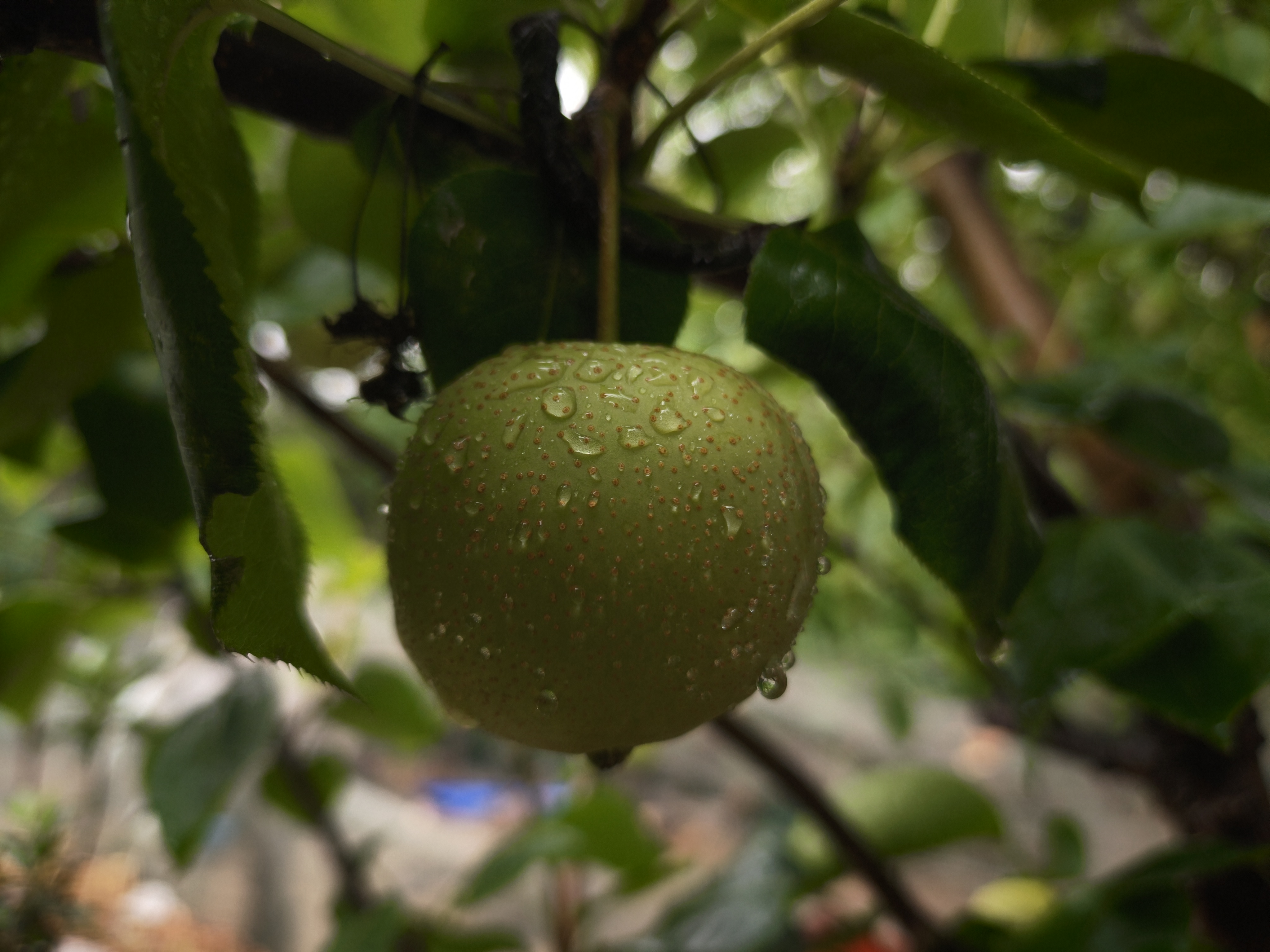 绿宝石梨,很不错的品种,每年都保持着优良结果表现,正如照片中看到的