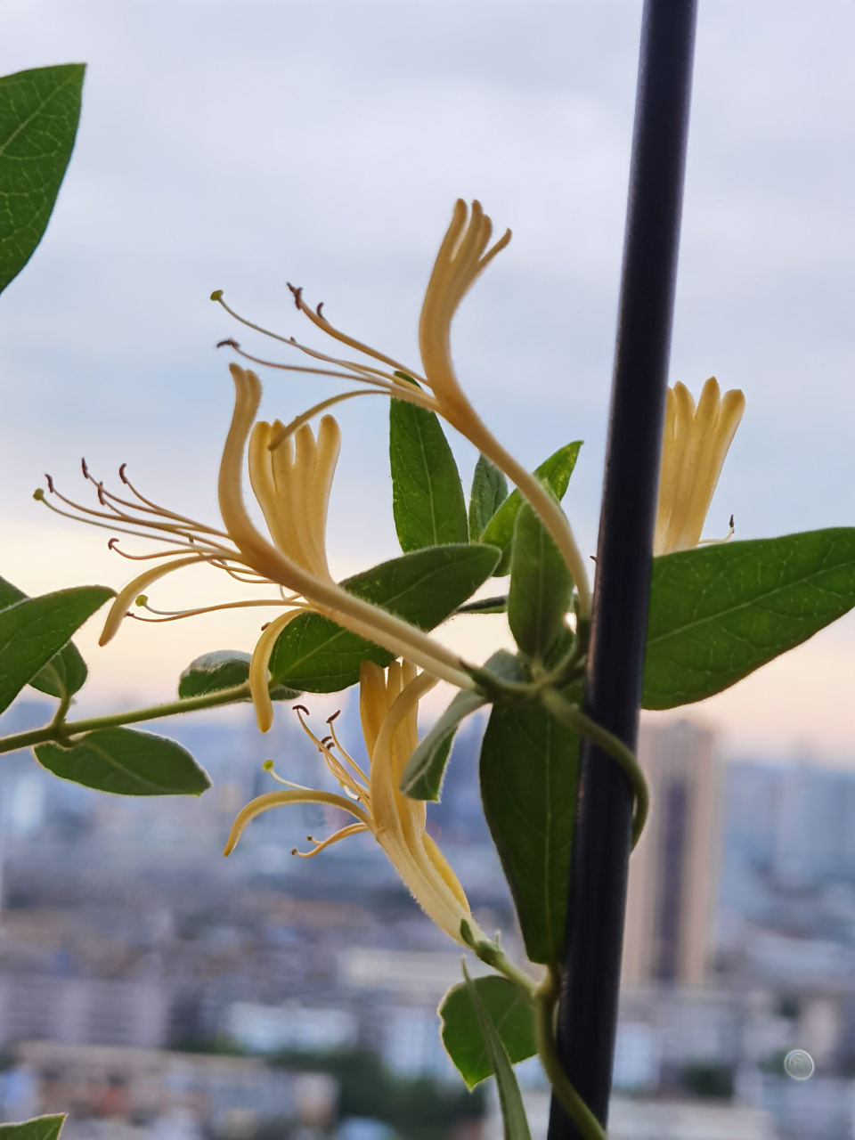 坐看云卷云舒,笑谈花开花落. 一丛金银花开,忘却尘间浮华.