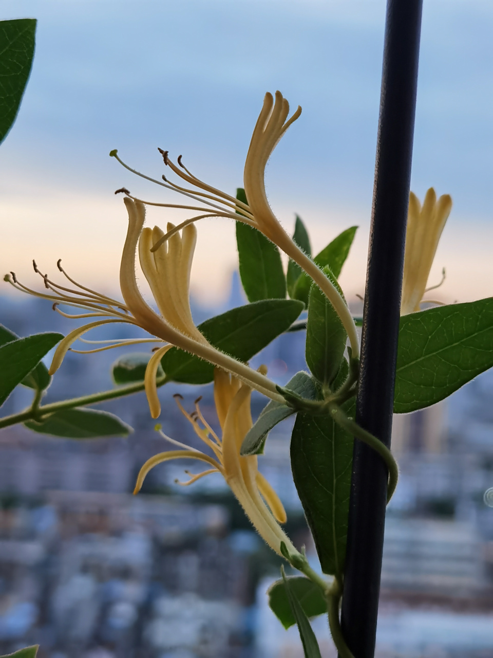 坐看云卷云舒,笑谈花开花落. 一丛金银花开,忘却尘间浮华.