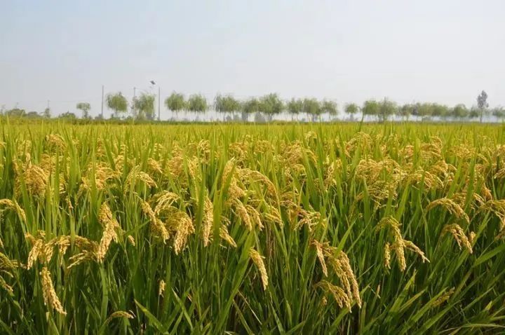 买大米认准这6个产地,不比五常大米口感差,饭粒油亮,香味浓郁