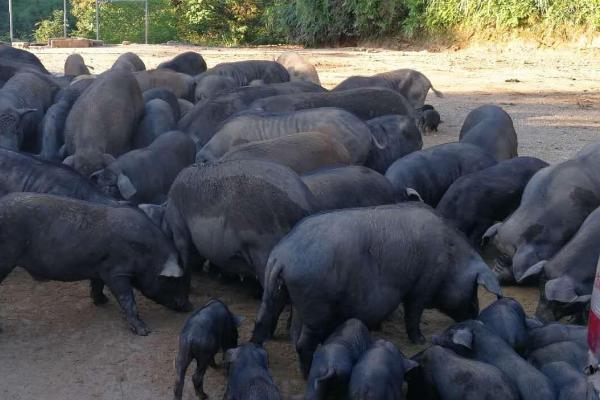 融水黑香猪养殖技术,养殖场应远离居住区