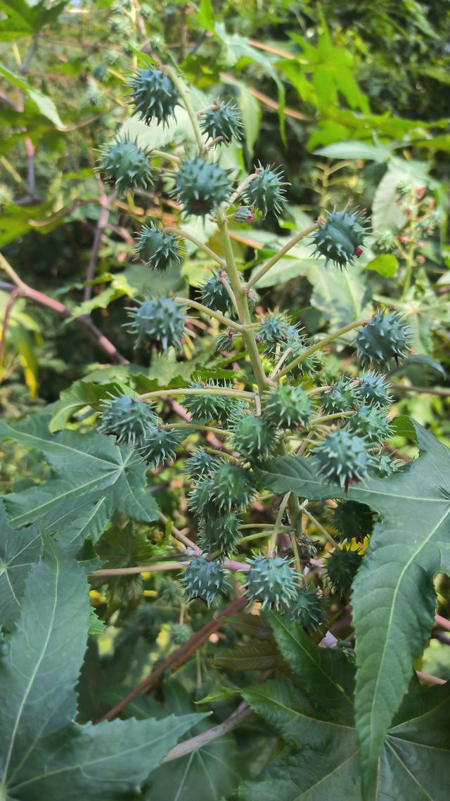 大蓖麻子花的图片图片