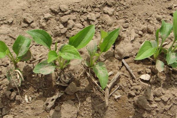 白术种植技术,育苗时间在3月下旬到4月上旬