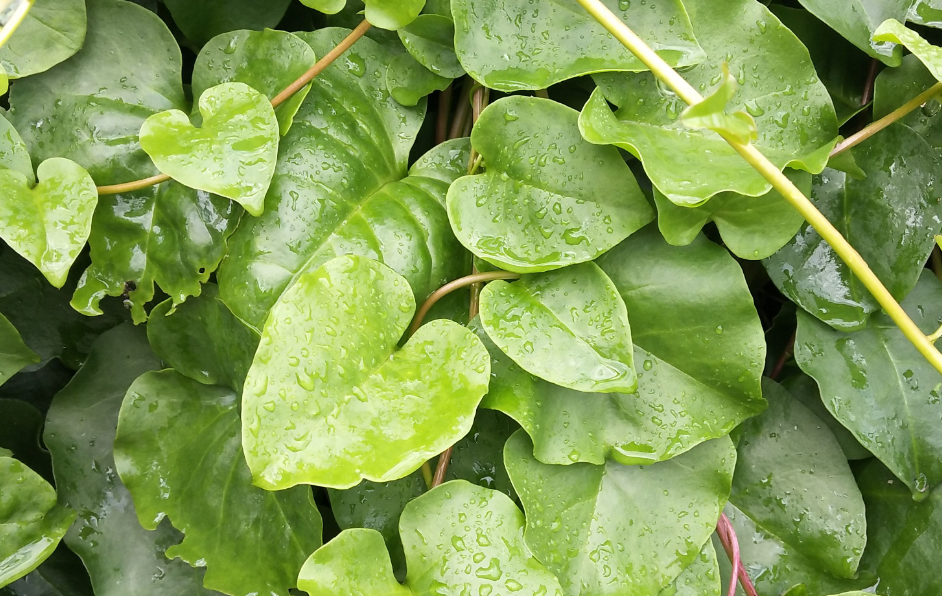 藤三七:国外不受待见的植物,国内晒干一斤竟值 140元!