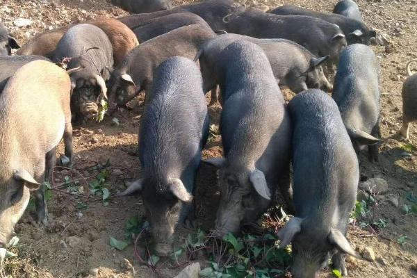 融水黑香猪养殖技术,养殖场应远离居住区